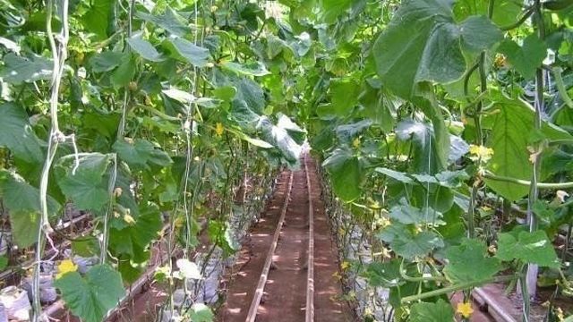 Грамотное выращивание огурцов в теплице из поликарбоната