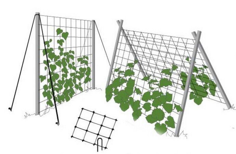 Высота шпалеры для огурцов в открытом грунте
